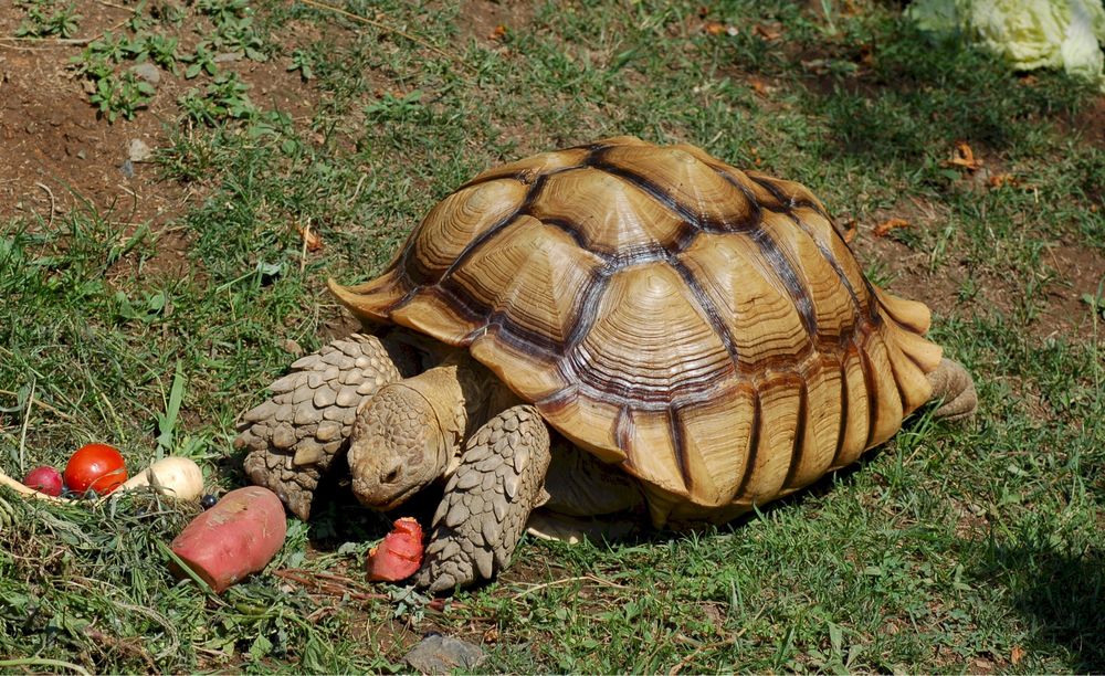Sulcata africana