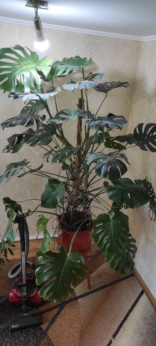 Монстера делікатесна.