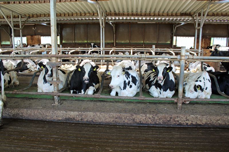 Продаю телята бики бикі