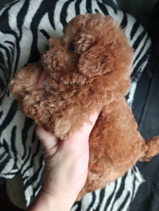 Пупсяшні мікро діткиF2.