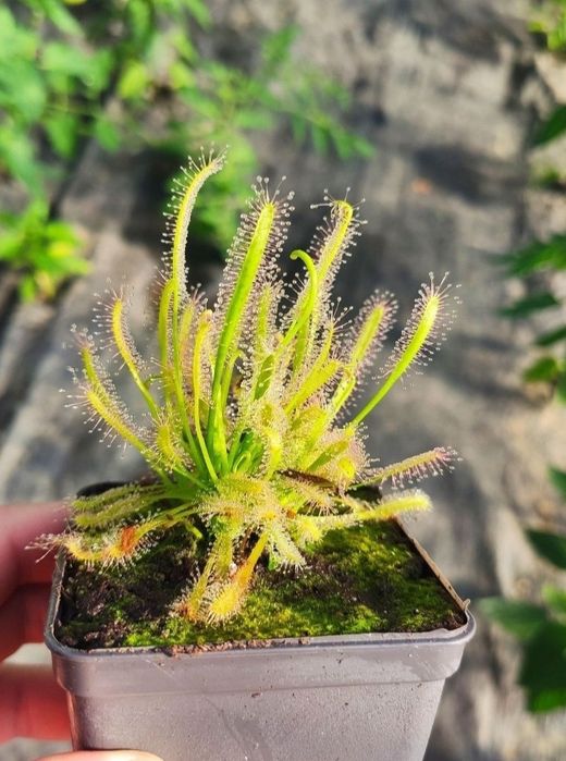 Nasiona rosiczki Drosera Capensis typical Albino x50 rosiczka
