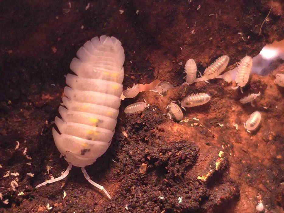 Armadillidium granulatum Magic Potion prosionki isopody CAŁA KOLONIA