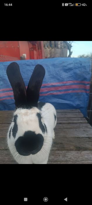 Sprzedam 1.0 olbrzym srokacz czarny