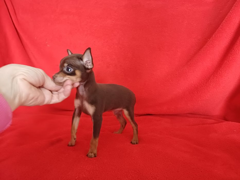 Тойчик шоколадный мальчик