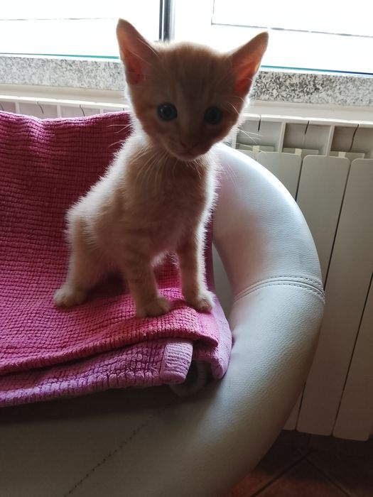 Gatinhos para adoção  ,dois machos e uma fêmea