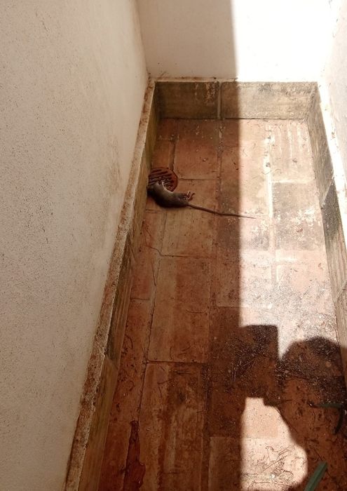 Pragas / Controlo de pragas