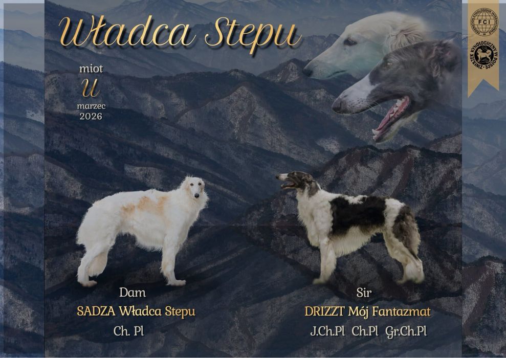 Chart rosyjski borzoj - piesek- URAN Władca Stepu