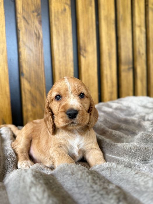 Cocker Spaniel Angielski