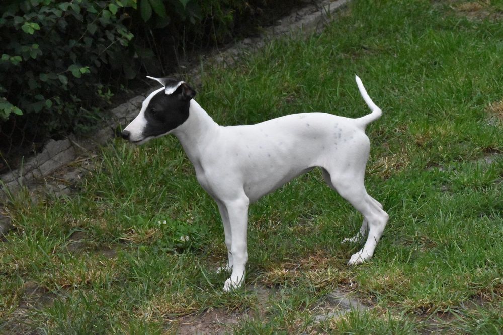 Chart angielski whippet suczka ZKwP FCI