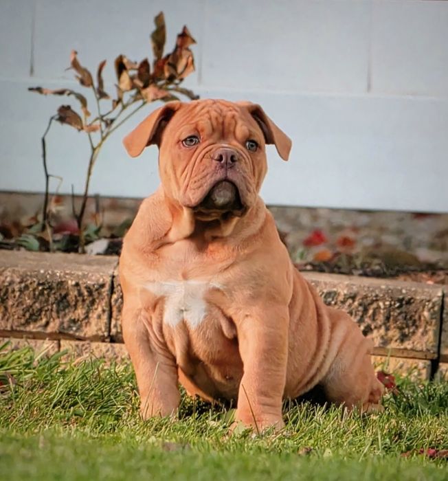 Buldog Staroangielski