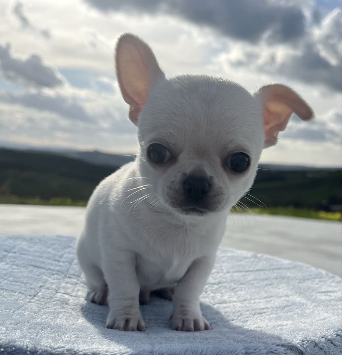 Chihuahua Macho Pelo Curto