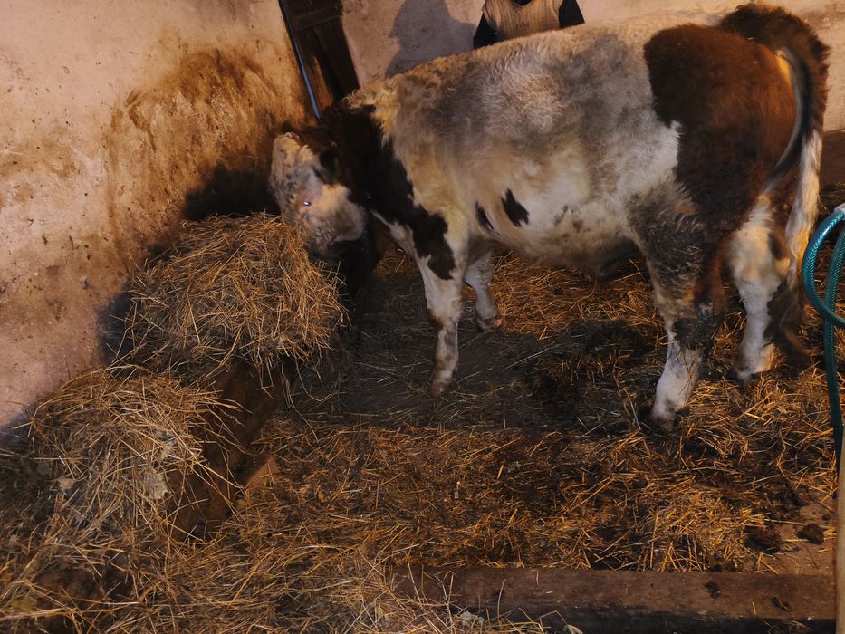 Sprzedam byka półtora rocznego