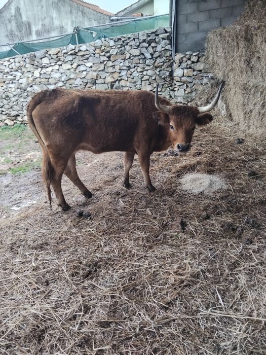 Novilha cachena com 3 anos