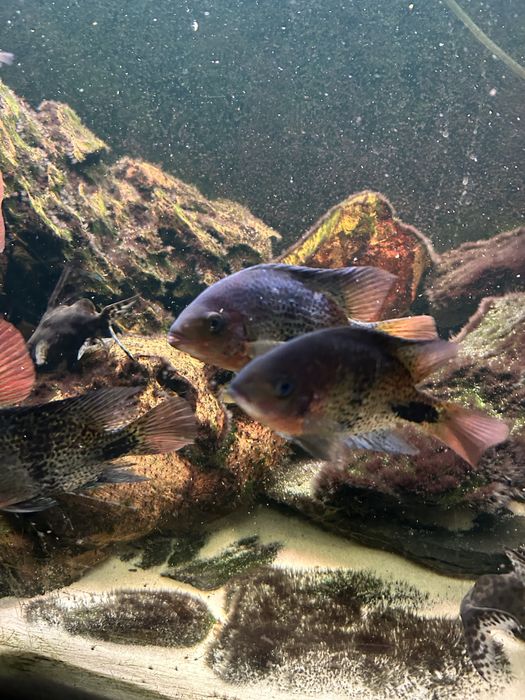 Akwarium 450 l 180x50x50 + pielegnice