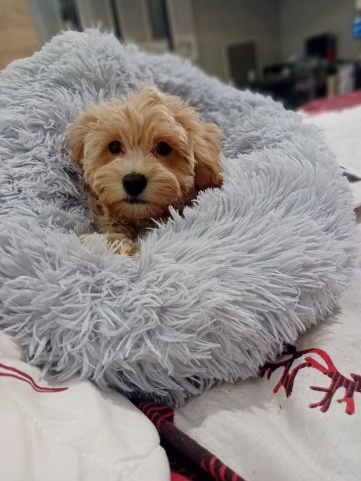 Maltipoo, maltańczyk, pudelek toy ,piesek rezerwacja k