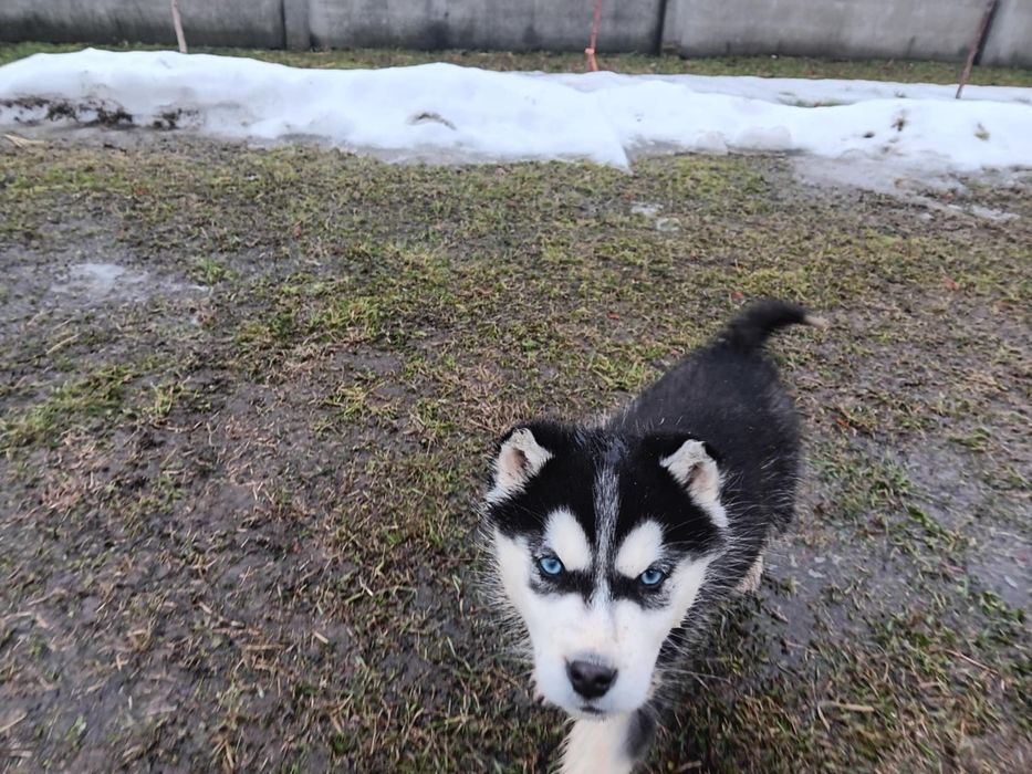 Syberian husky szczeniaki