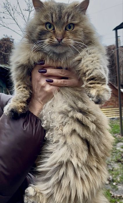 Лагідна кішечка шукає дім