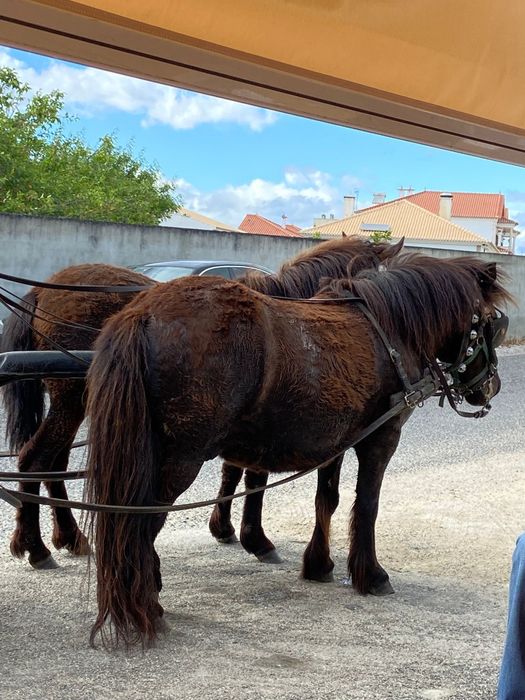 Cavalos e pôneis