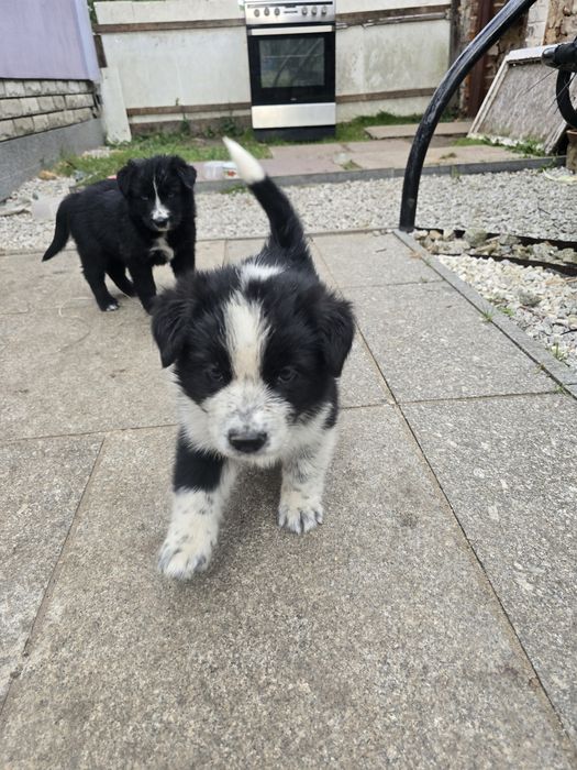 Zwierzęta odam za darmo