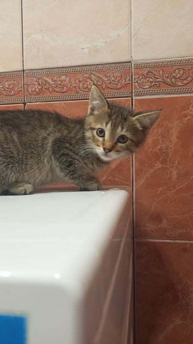 В добрые руки котята