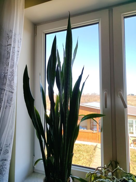 Sansewieria (język teściowej) w doniczce