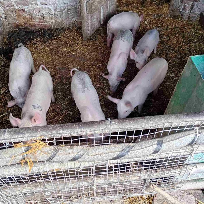 Продам Поросята 15кг