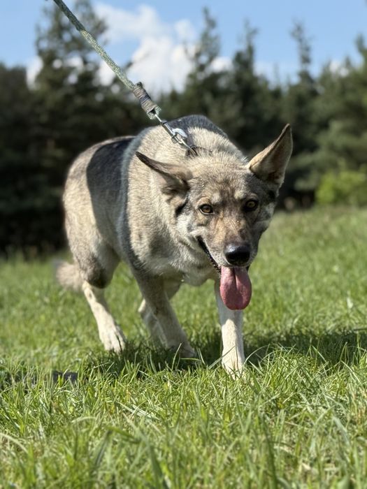 SAMBA - urocza wilczata dama do adopcji