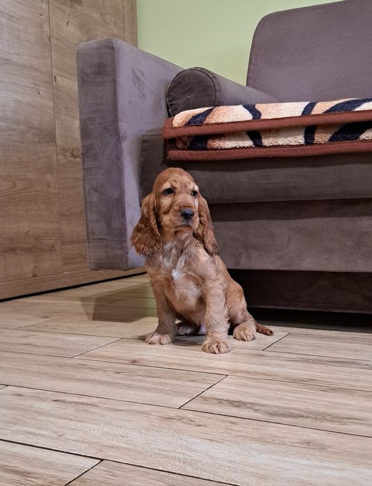 Cocker spaniel angielski piesk