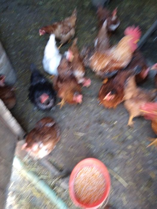 Ovos galinha galados