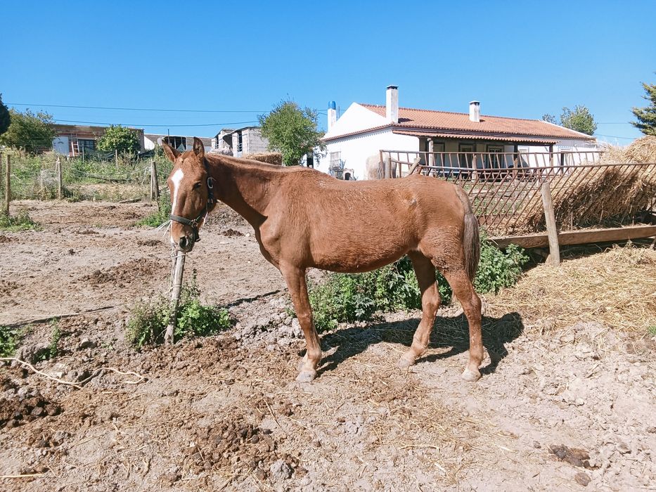 Éguas e poldras lusitanas
