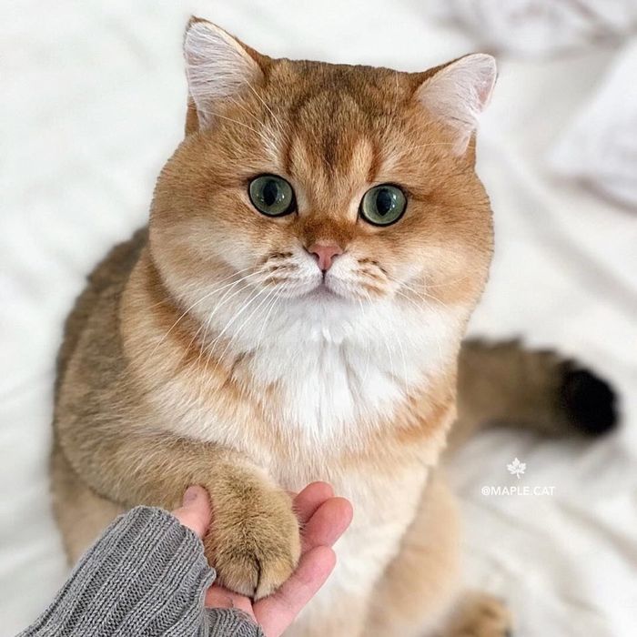 Вязка котів золота шиншила