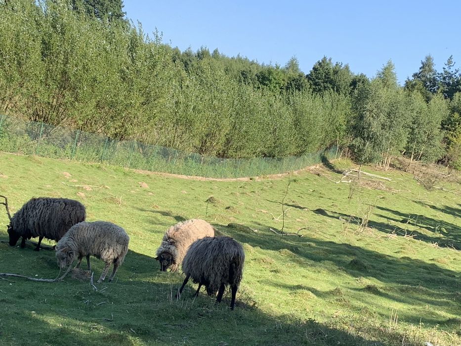 Owce i baranki wrzosówki