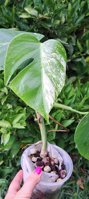 VENDO Monstera variegata envasada