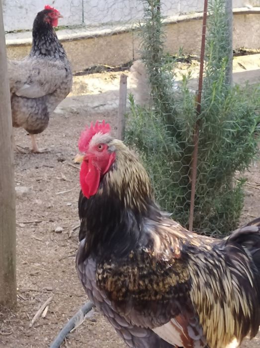 Galos adultos Pedrês portuguesa