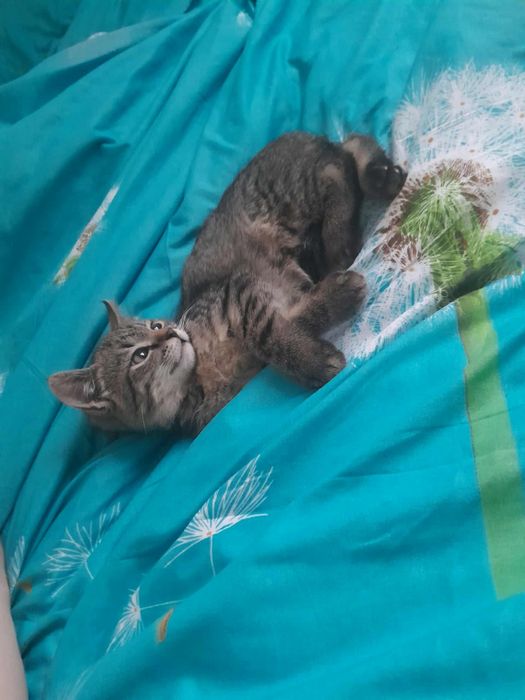 Oddam malutką kotkę