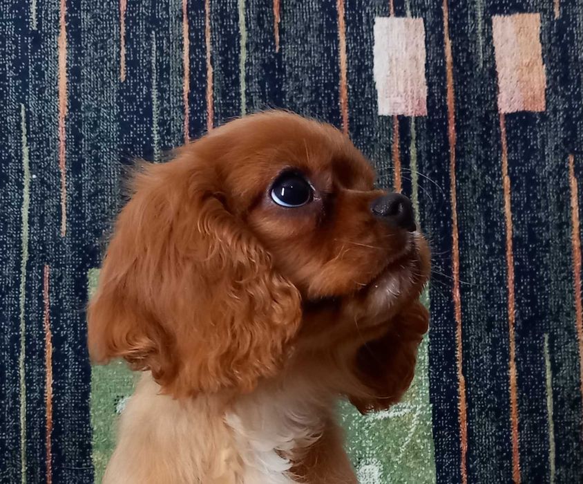 Кавалер кінг чарльз спаніель