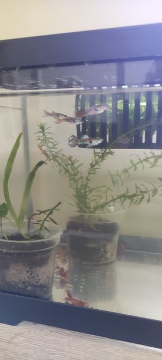 Vendo Guppies Machos e Fêmeas