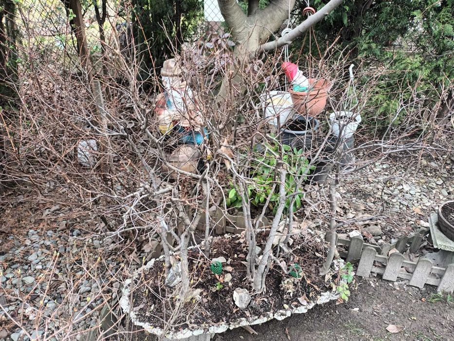 Drzewa Bonsai i Pre-Bonsai