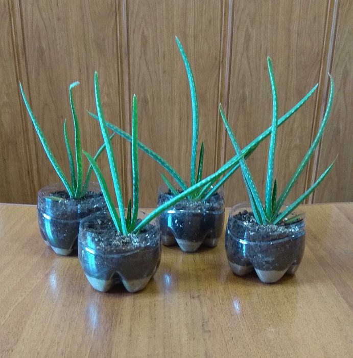 Алое вера (дітки, листя), Рео, Товстянка (грошове дерево)