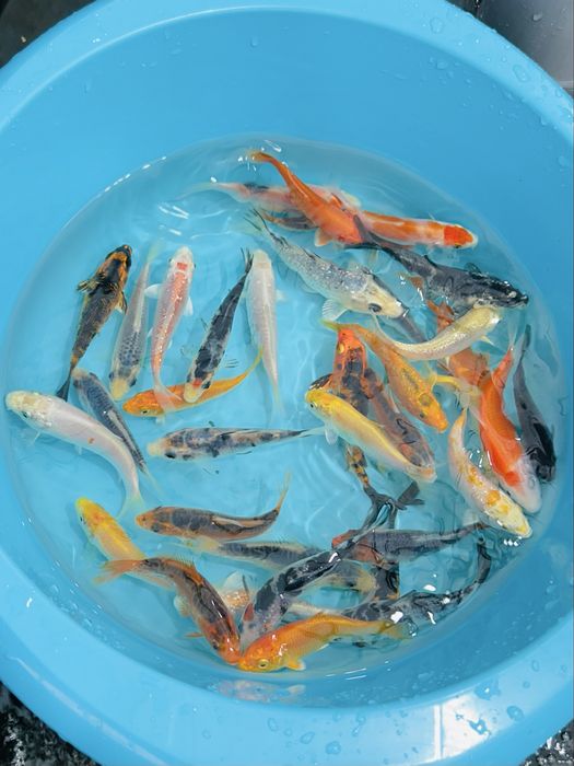 Carpas Koi 9-12cm – Qualidade Garantida com Envio Seguro!