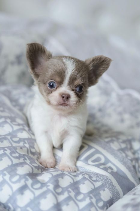 Lilac chihuahua FCI chłopak dlugowlosy
