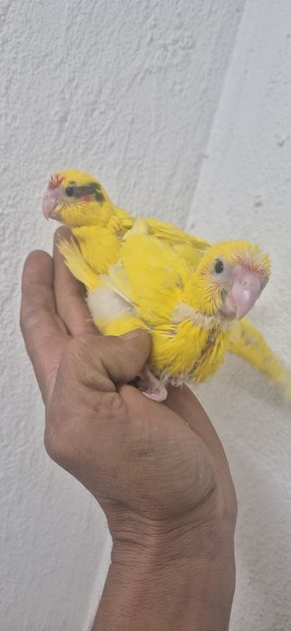 Kakarikis domesticados