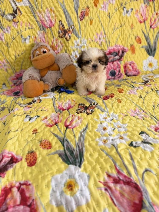 Shih-tzu macho excelente exemplar