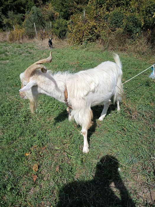 Chivo para venda