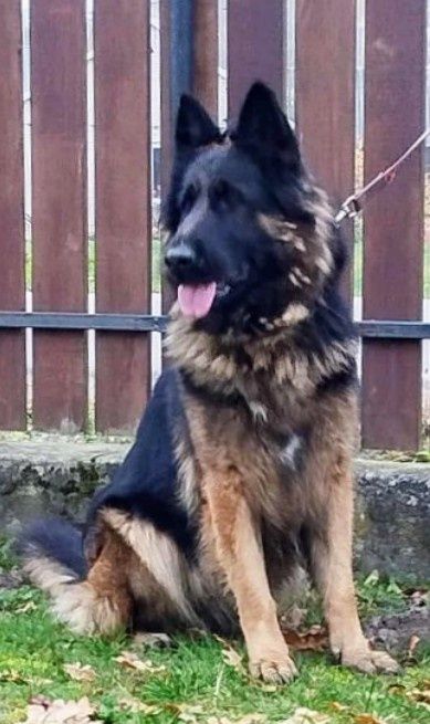 Czarny owczarek niemiecki