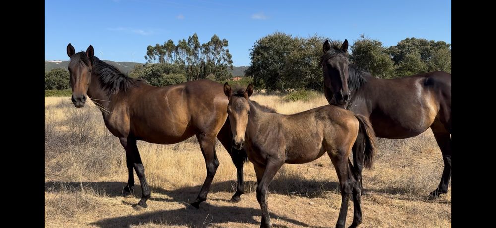 Éguas Lusitanas registadas  e pontuadas Ortigao Costa