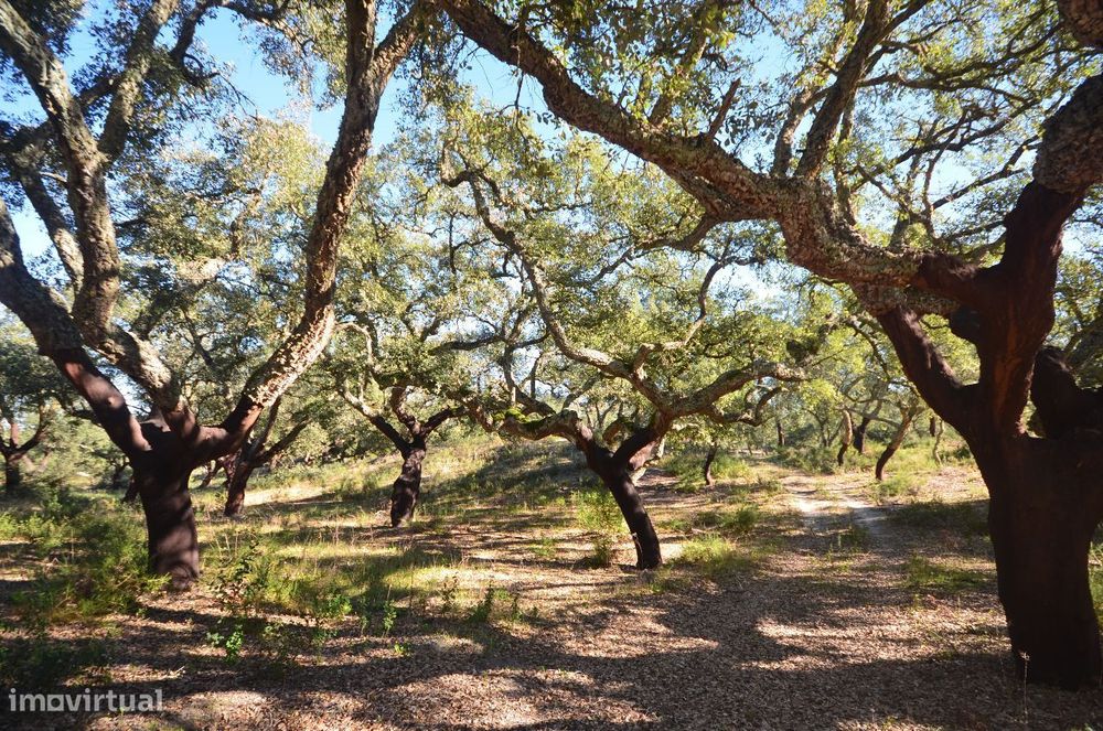 Herdade com 960.000 m2