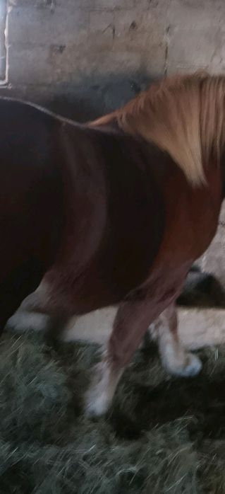 Konie, źrebaki i klacze