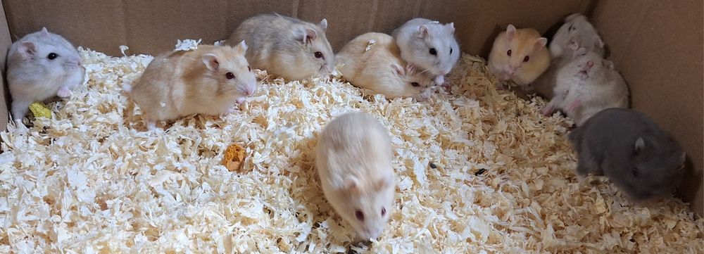 Chomiki dżungarskie samce i samiczki.