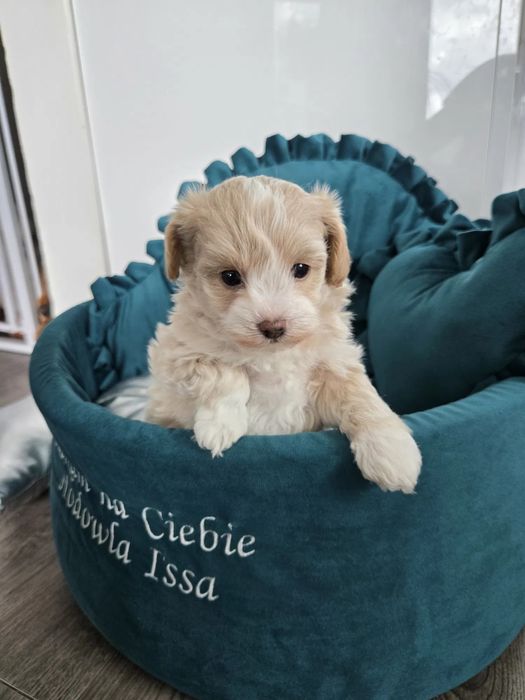 Самый милый щенок Мальтипу, есть прививки и паспорт